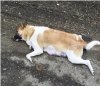  Убийства собак в Майкопе_1